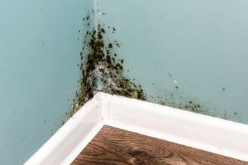 Mold Remediation in Boulder, Colorado by K2 Disaster Response